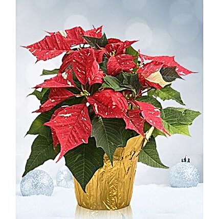 Exotic Red And White Christmas Poinsettia Arrangement
