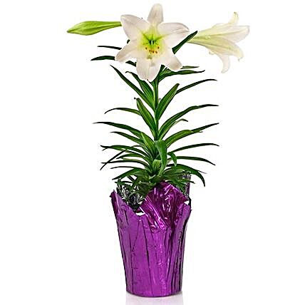 Easter Spirited Lily Plant In Purple Cover Pot:Easter Gifts  USA