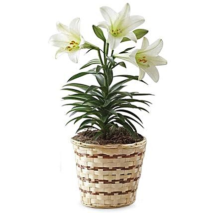 Easter Special Blooming Lily Plant In Woven Basket:Easter Gifts  USA
