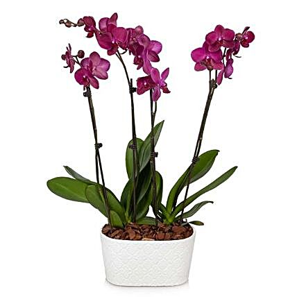 Blooming Orchid Plant Pot