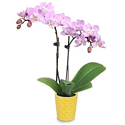Peaceful Orchid Plant Pot:Orchid Delivery in USA