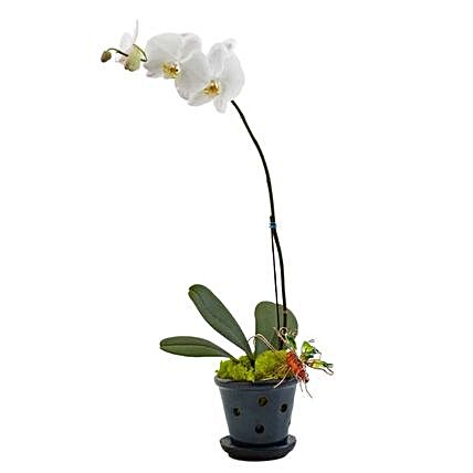 Peaceful White Orchid Plant In Classic Planter:Plants  in USA