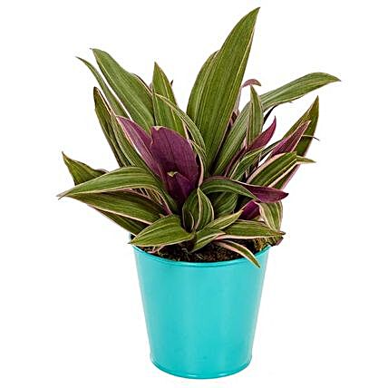 Rhoeo Plant In Teal Pot