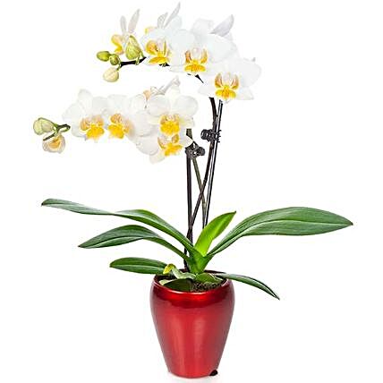 Soothing White Orchid Plant In Red Planter:Send Orchid Flowers to USA