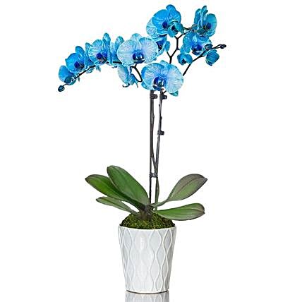 Blue Orchid White Planter
