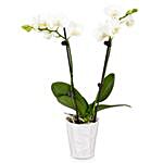 Dreamy White Orchid Plant