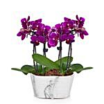Enchanting Purple Orchid Plant