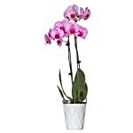 Pink Dyed Premium Orchid Plant