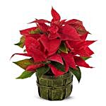 Traditional Holiday Poinsettia Floral Arrangement