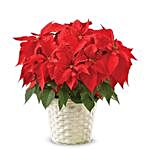 Exotic Christmas Poinsettia Plant