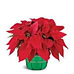 Floral Poinsettia Christmas Basket