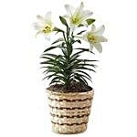 Easter Special Blooming Lily Plant In Woven Basket