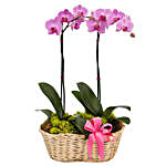 Exquisite Phalaenopsis Orchids Basket Arrangement