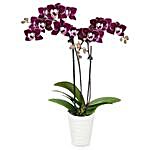Alluring Purple Orchid Plant In White Planter