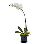 Peaceful White Orchid Plant In Classic Planter