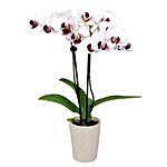 Serene Orchid Plant Pot