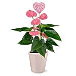 Pink Anthurium Plant White Ceramic Pot