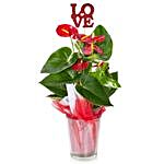 Red Anthurium Plant Glass Container