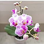 Purple Orchid Plant In Ceramic Pot