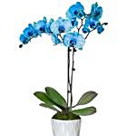 Blue Orchid Plant In White Planter