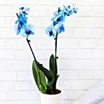 Blue Orchid Plant In White Planter