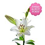 Exotic Mixed Lilies Vase