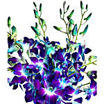 Bright Blue Dendrobium Orchids