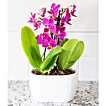 Picturesque Purple Mini Orchid