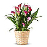 Pink Calla Lily Potted Plant