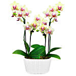 Sunny Smiles Orchid Duo