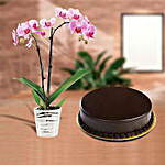 Luscious Cake & Orchid Plant