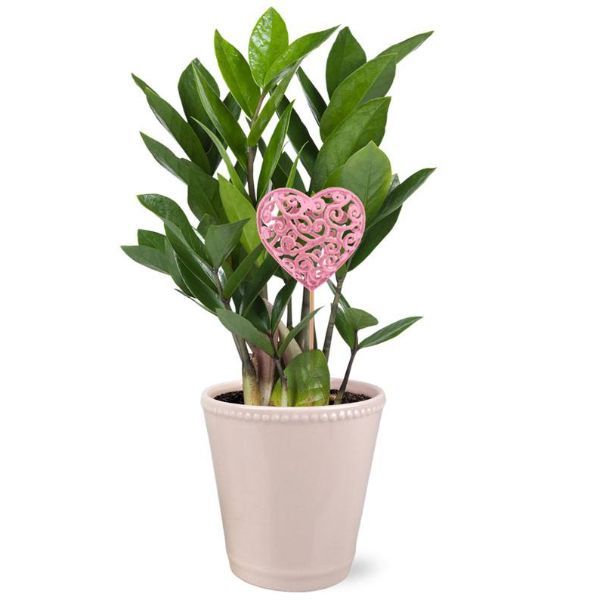 chia seed plants Desert Chia  Native-Seeds-Search