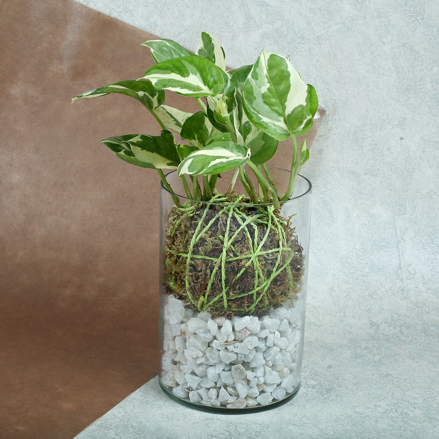 Buy/Send Appealing White Pothos Terrarium Online- FNP