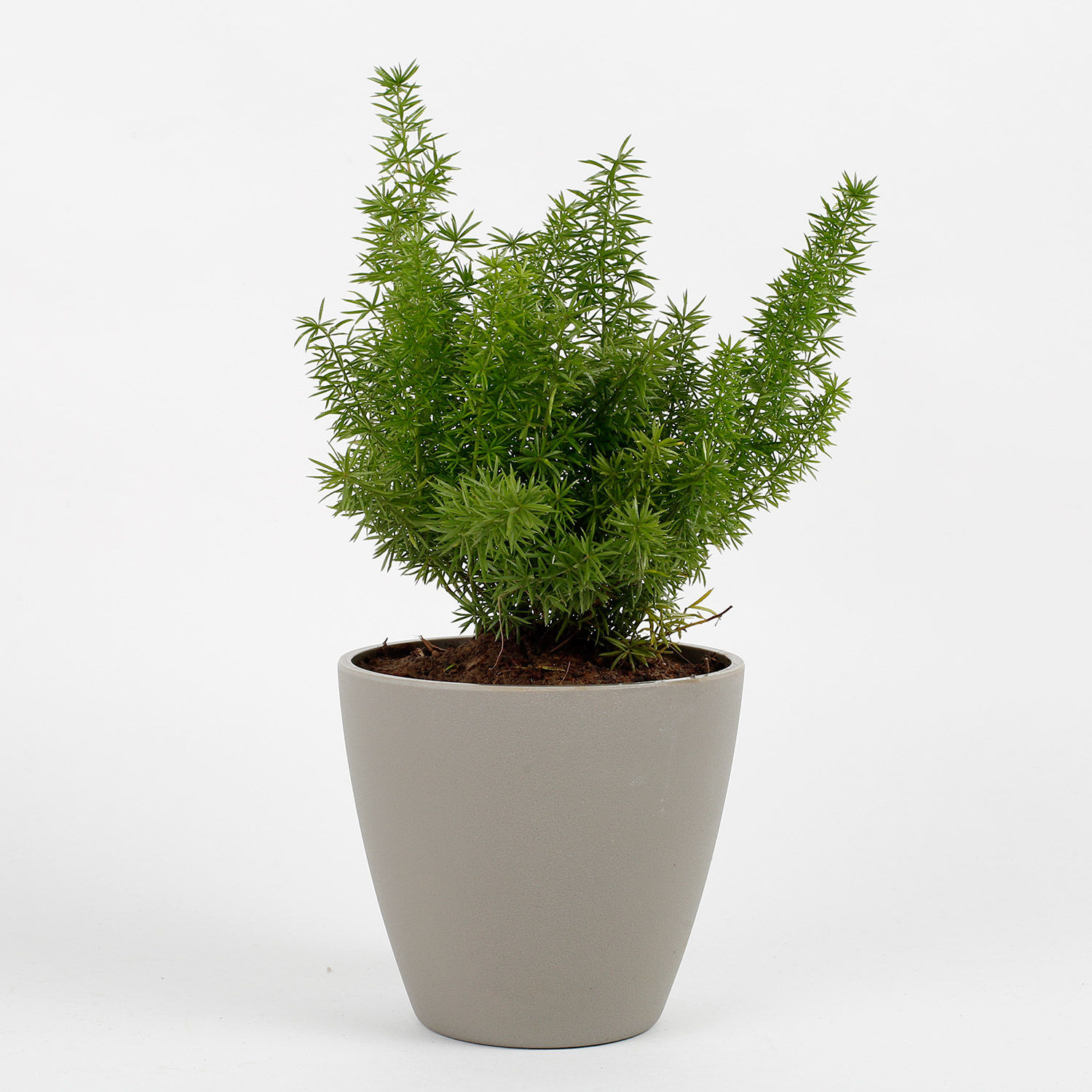 Buy/Send Foxtail Asparagus Fern Plant In Grey Conical Melamine Pot Online- Ferns N Petals