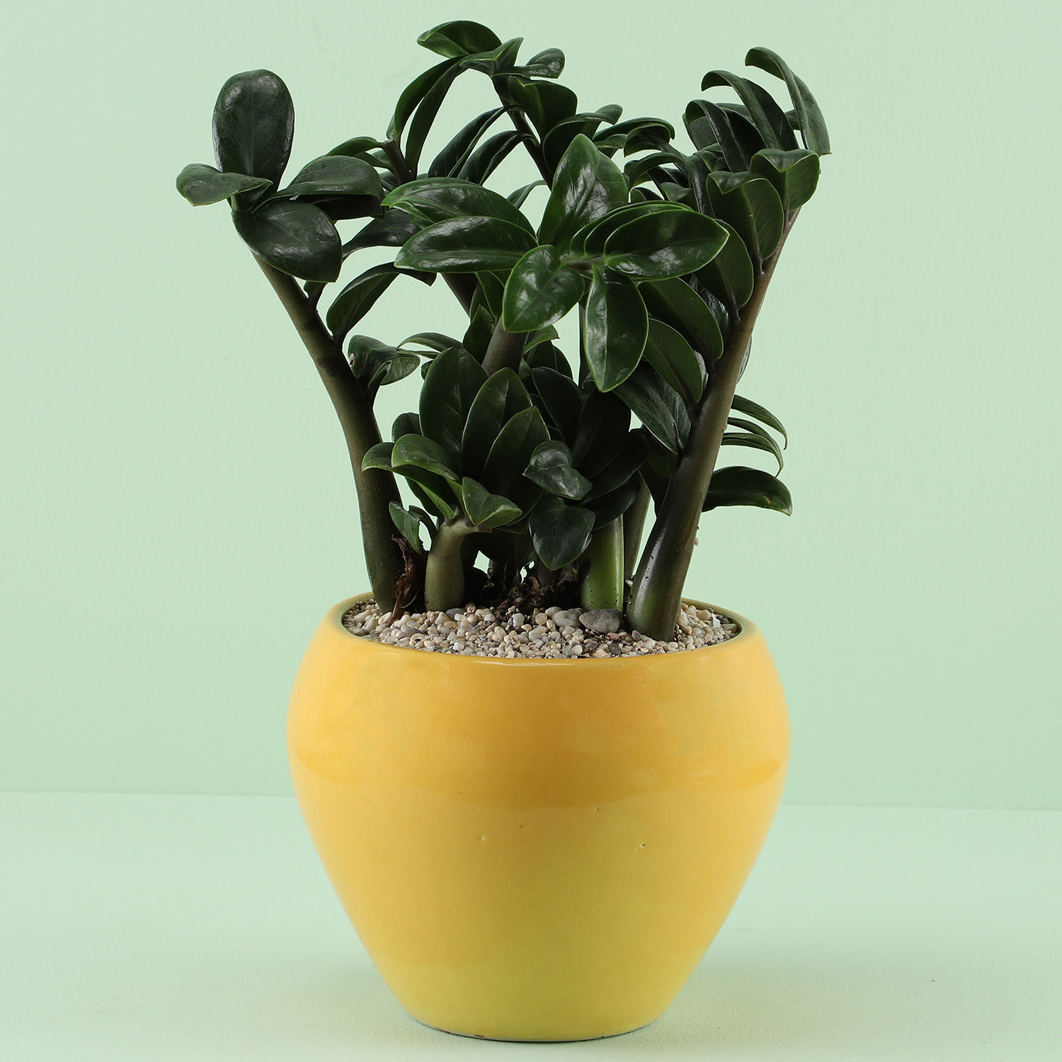 Buy/Send ZZ Plant In Ceramic Tall Sunnydaze Pot Online- Ferns N Petals