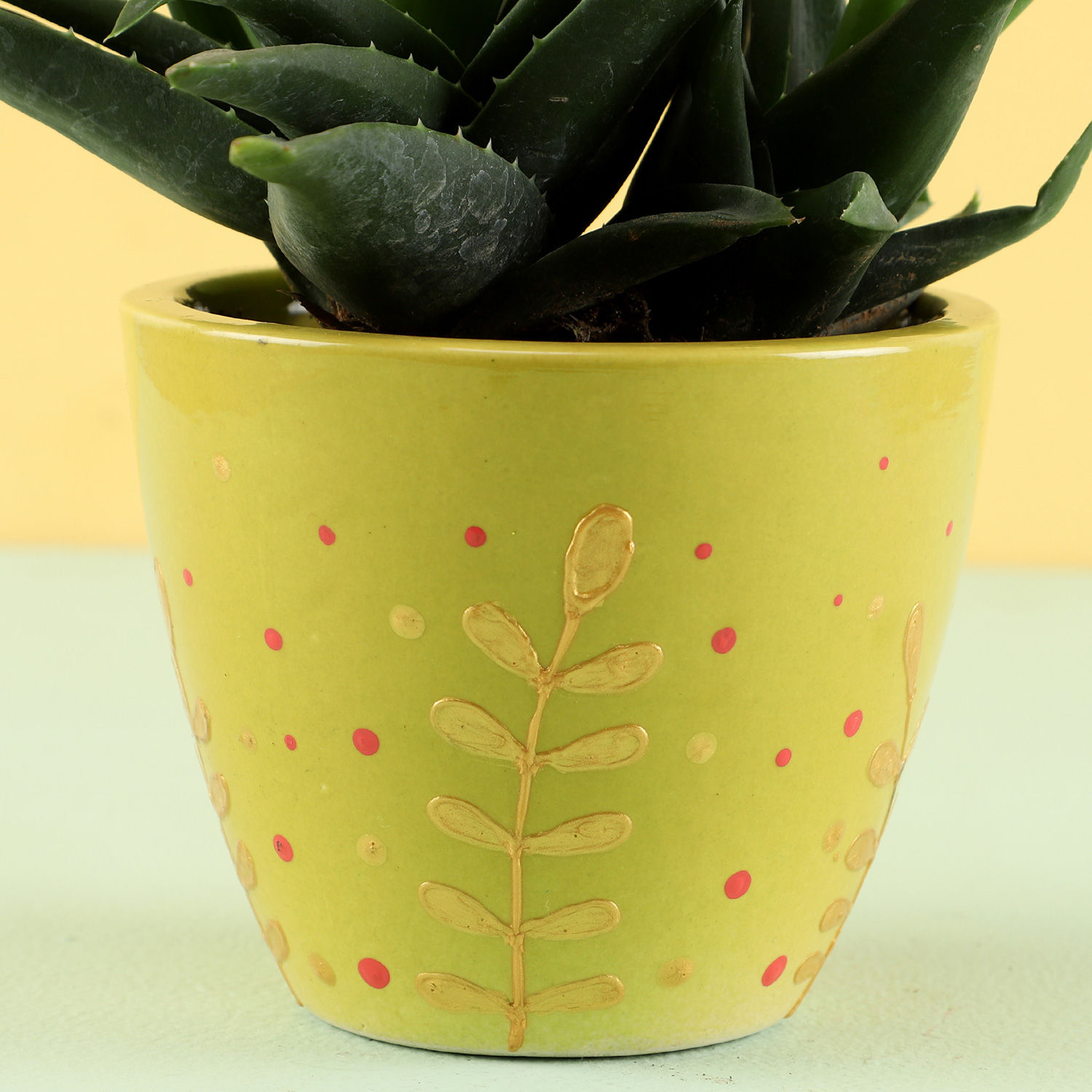 Buy/Send Aloe Gastro Plant in Hand Painted Planter Online- FNP