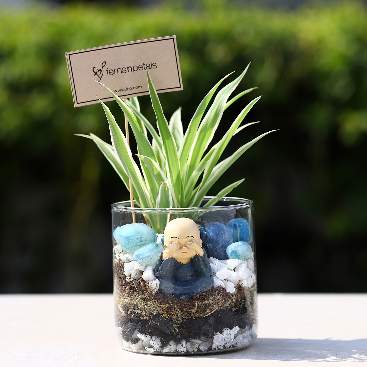 Buy/Send Spider Plant Round Glass Terrarium Online- FNP