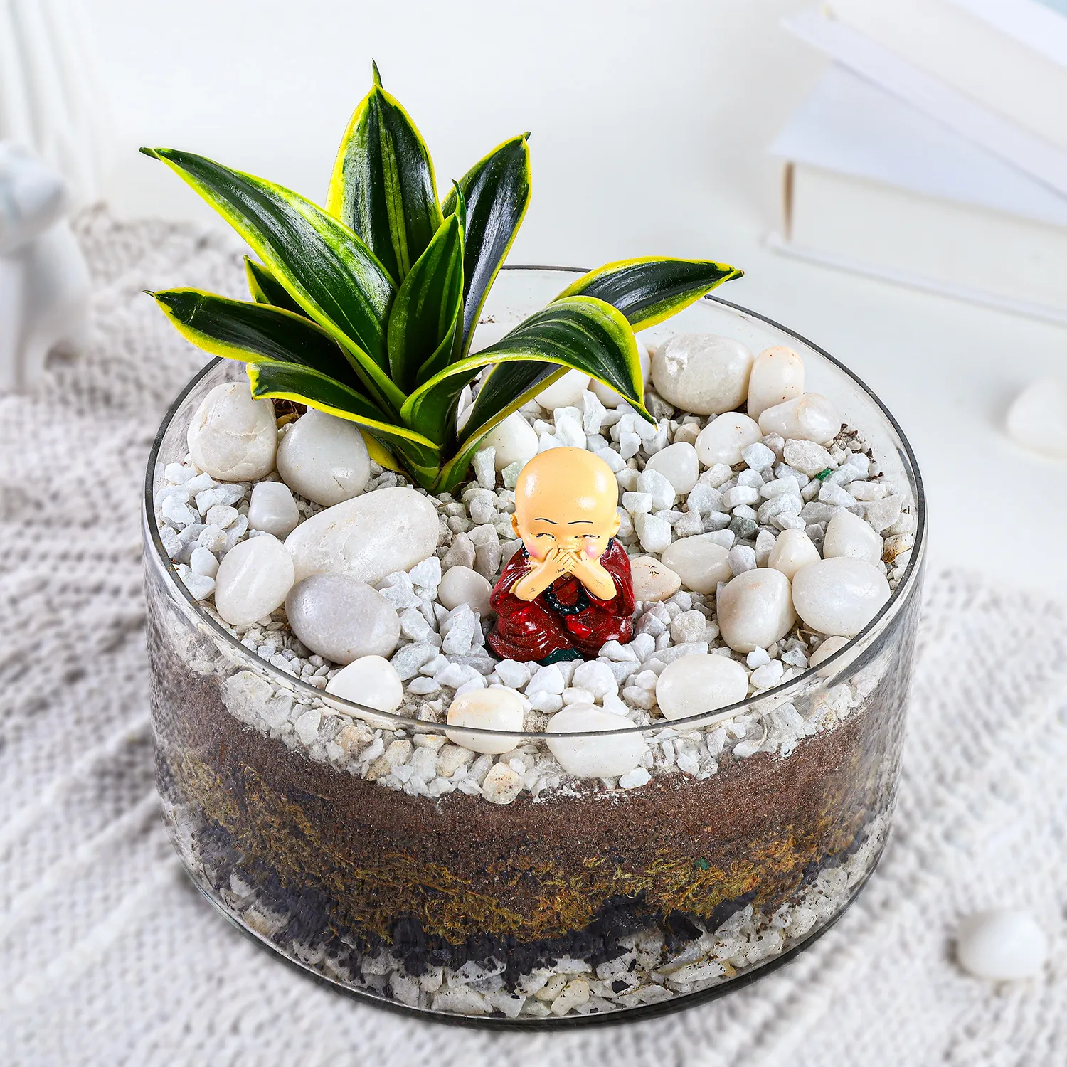 Milt Sansevieria Plant Round Thali Terrarium