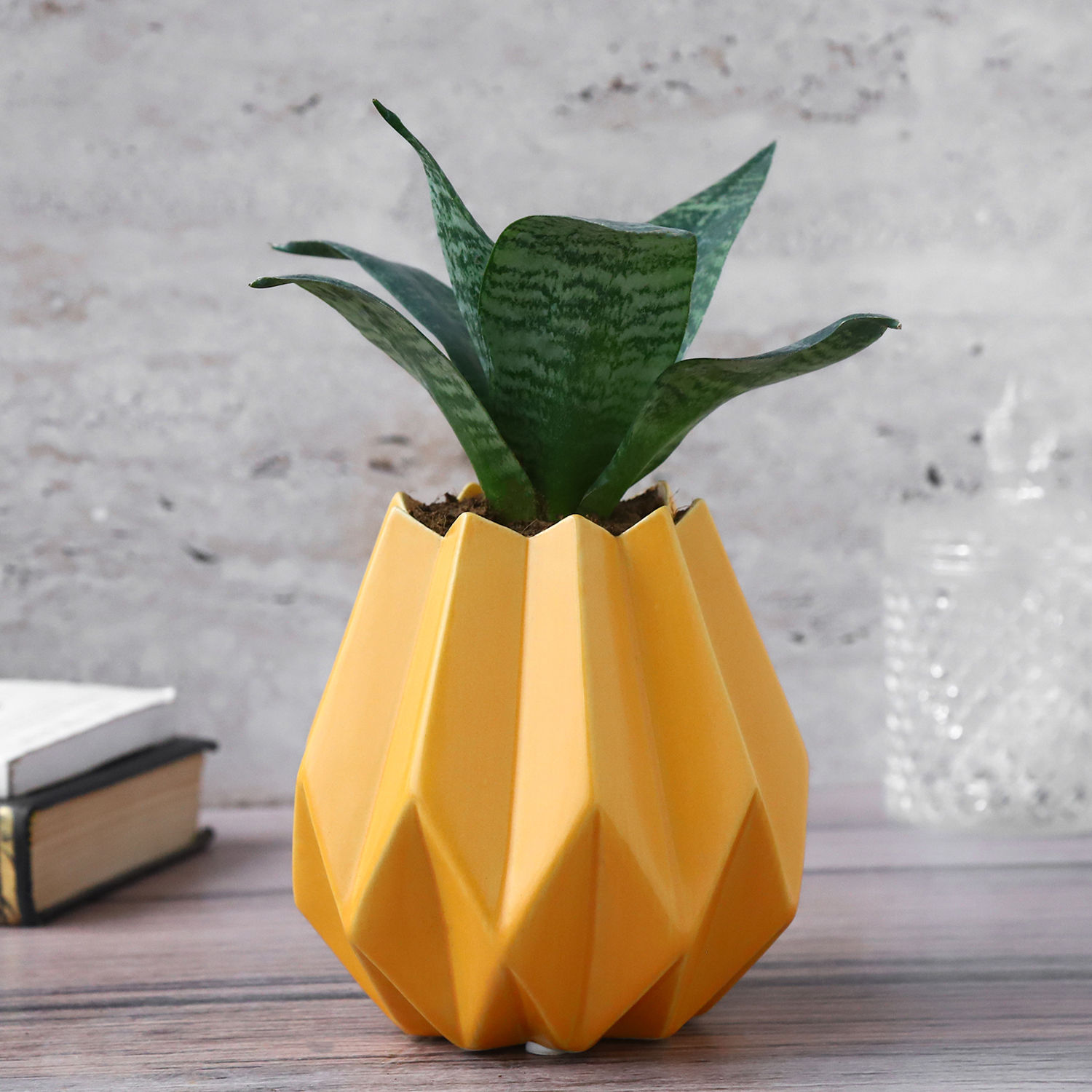 snake plant moonlight Snake Plant 'Moonshine' | Low Light Plants & Houseplants Delivery