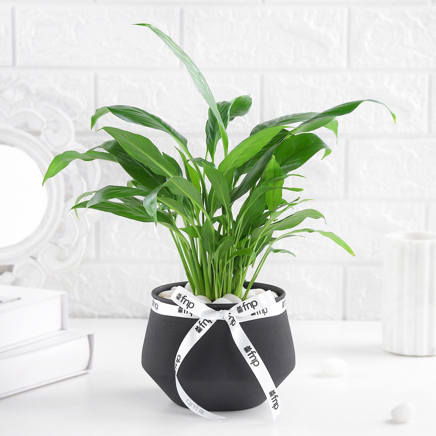 Buy/Send Lily of Tranquility Online- FNP