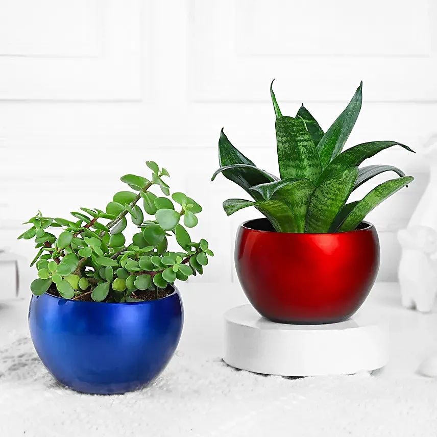 Buy/Send Green Jade n Sansevieria Duo in Metal Pots Online- FNP